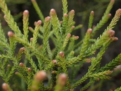 Brunia noduliflora, photograph (c) Cricket Raspet, some rights reserved (CC BY)