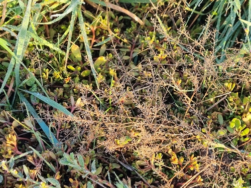 Narrow-leaved Pepperwort