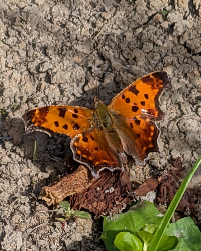 Eastern Comma
