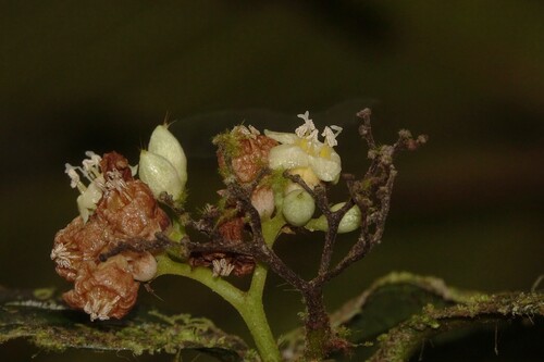 Cordia nodosa observed 2026-09-25