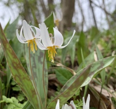 Erythronium albidum