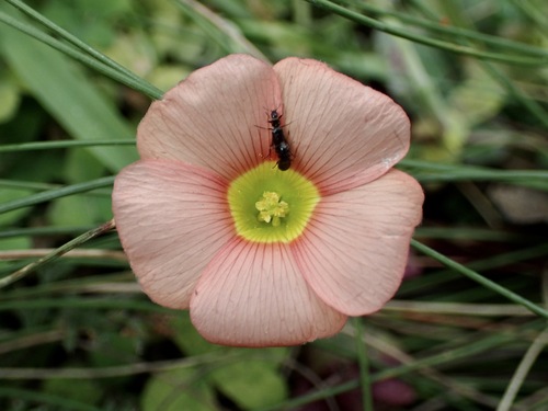 Oxalis obtusa, photograph 1