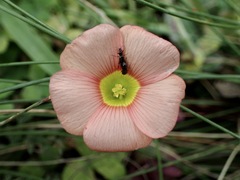 Oxalis obtusa, photograph (c) Cricket Raspet, some rights reserved (CC BY)