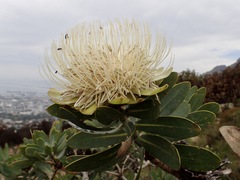 Protea nitida