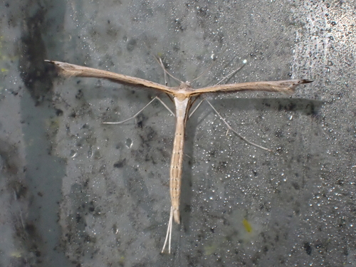 Morning-glory Plume Moth