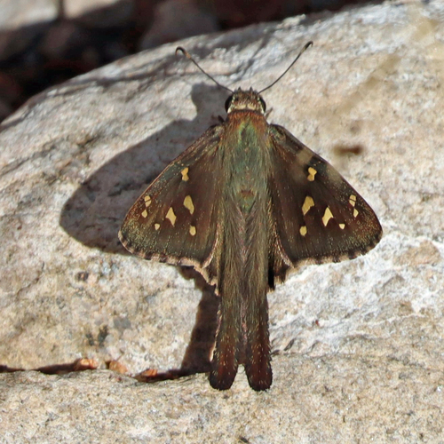 Dorantes Longtail
