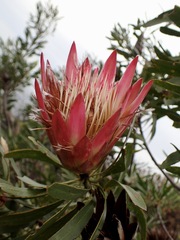Protea repens