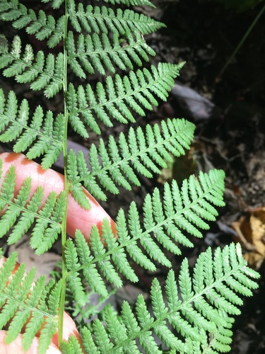 northern lady fern