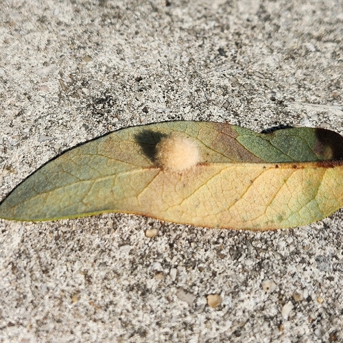 Druon quercuslanigerum