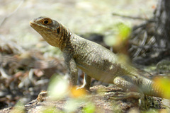 Oplurus quadrimaculatus