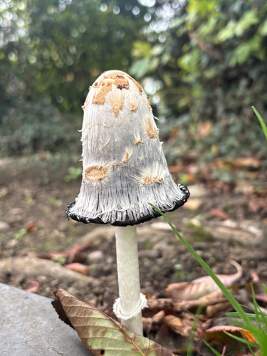 Shaggy Mane