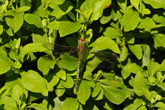 Austrogynacantha heterogena
