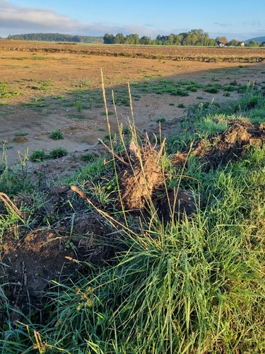 Tall Wheat Grass