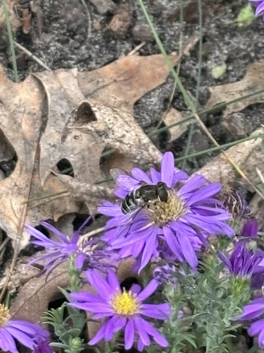 Black-shouldered Drone Fly