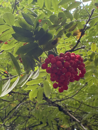 European mountain ash