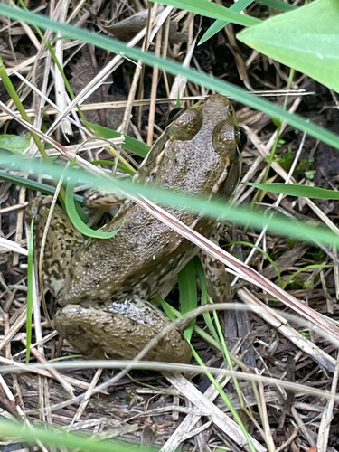Green Frog