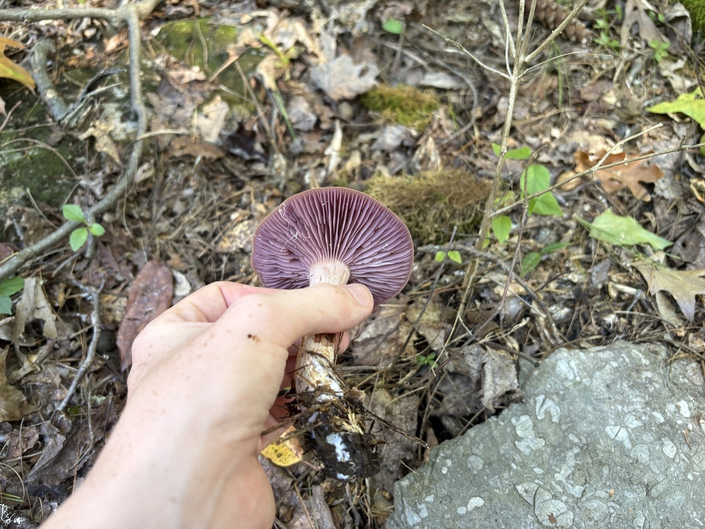 Purple-and-White Deceiver · September 2026 · photo: Photo: no rights reserved · iNaturalist