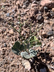 Eriogonum divaricatum