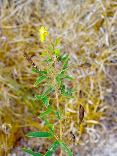 Senna roemeriana, photograph 3