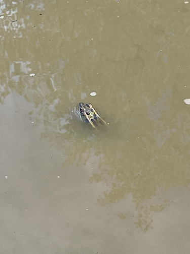 Northern Leopard Frog