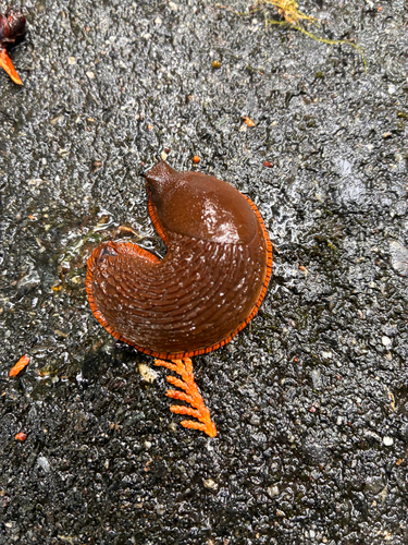 Black Slug