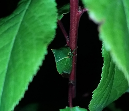 Buffalo Treehopper