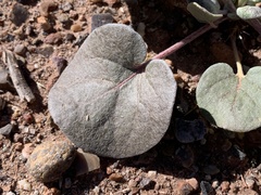Eriogonum divaricatum