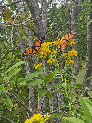 Monarch
