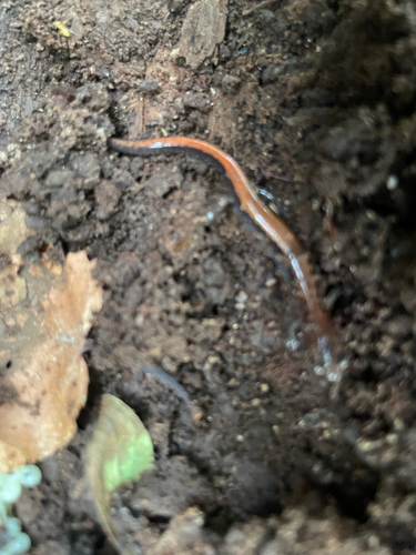 Eastern Red-backed Salamander