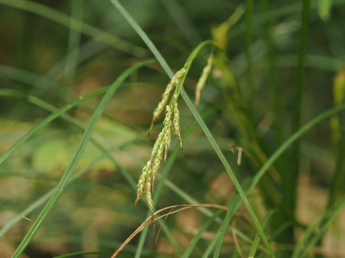Carex brunnea observed 2026-09-24