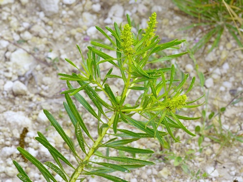 Stillingia texana, photograph 2