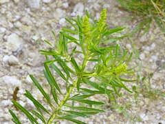 Stillingia texana, photograph (c) Michelle W. （鍾偉瑋）, some rights reserved (CC BY)