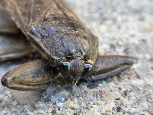 American Giant Water Bug