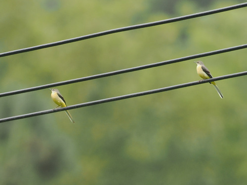 Grey Wagtail