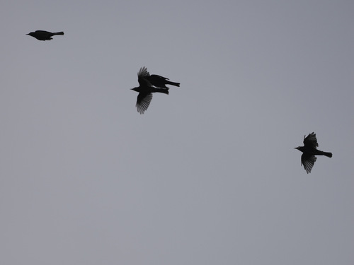 Black Bulbul