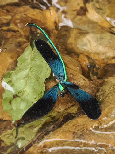 Matrona basilaris