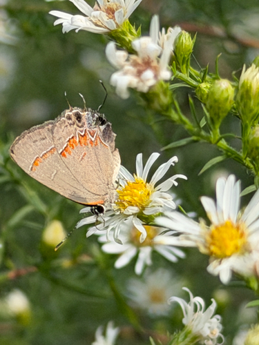 Red-banded Hairstreak