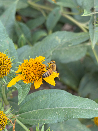 Western Honey Bee