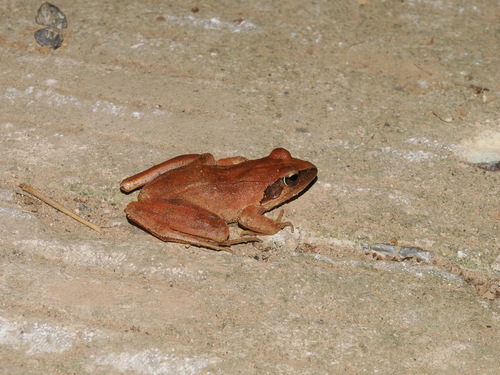 Zhenhai Brown Frog