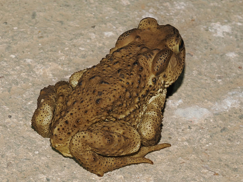 Asiatic Toad