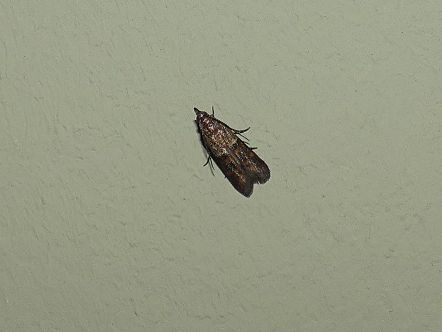 Indian-Meal Moth