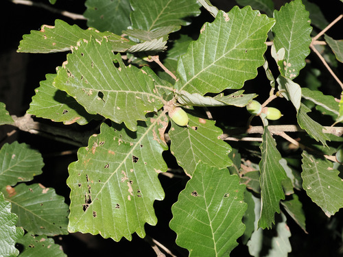 Quercus fabrei observed 2026-09-24