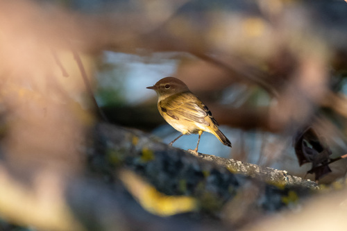 Common Chiffchaff