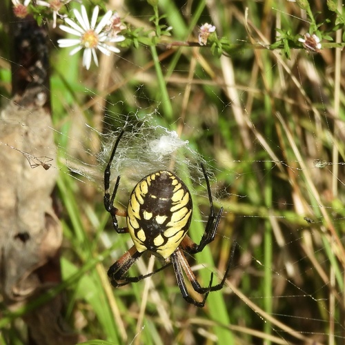 Yellow Garden Spider