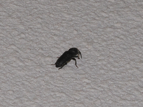 Black Longicorn Beetle
