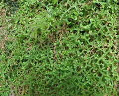 Selaginella denticulata