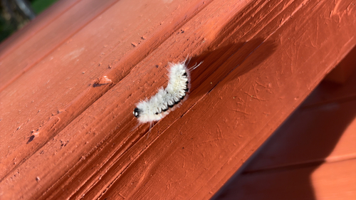 Hickory Tussock Moth
