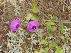 Ipomoea cordatotriloba, photograph (c) Michelle W. （鍾偉瑋）, some rights reserved (CC BY)
