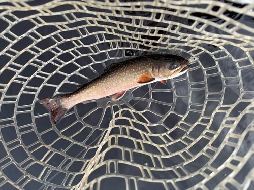 Brook Trout
