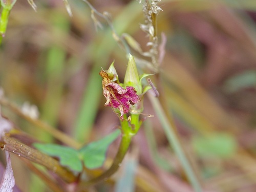 Ipomoea cordatotriloba, photograph 3